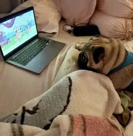 Pug jantan friendly