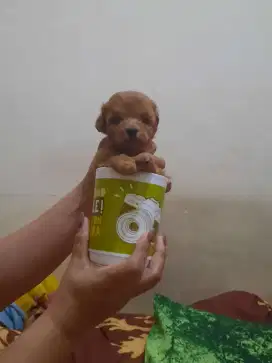 Poodle muraaaahh