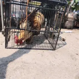 Ayam kampung dewasa remaja