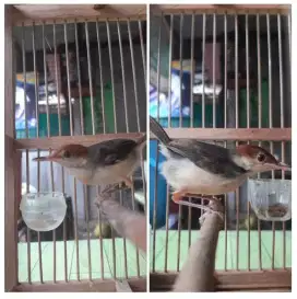 Kandang Sekat Burcil Harga NETTTT