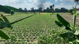 Dijual BU tanah sawah