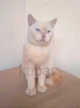 Kucing british BSH non PED