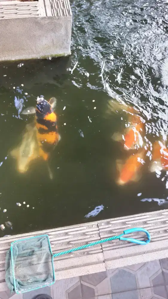 Ikan koi mix 8 ekor