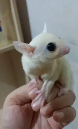 Sugar Glider Leucistic