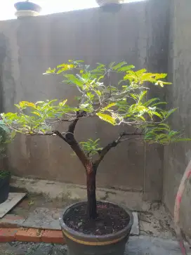 Bonsai Asem Jawa