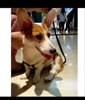 Anjing Corgi betina stambun 12bulan