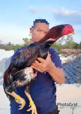 Ayam Shamo Eropa Line Zuchter