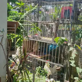 Jual kandang burung