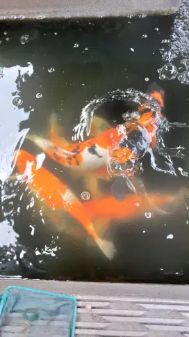 Ikan koi mix 8 ekor