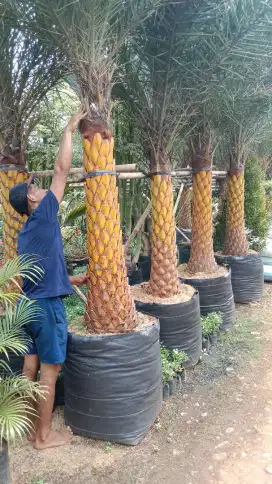 Pohon palem kenari
