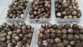 Bawang Lanang Hitam