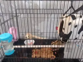 Sugar glider putih & abu-abu