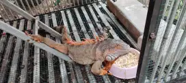 Iguana red jantan