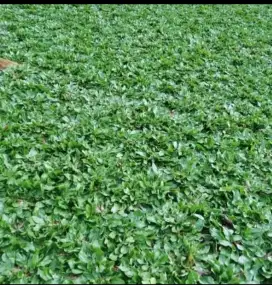 Rumput gajahmini