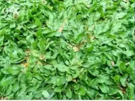 Rumput gajah mini