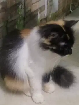 Kitten Persia Turki Betina 9 bulan, Warna calico