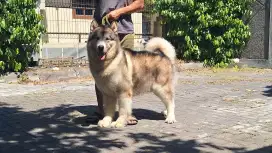 Pejantan Alaskan Malamute