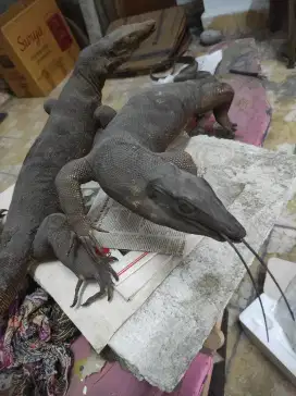 Patung Hewan Hiasan Dinding Bentuk Biawak