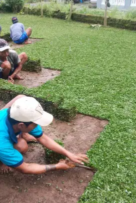 Decorasi taman rumput gajah mini permeter