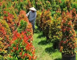 Tanaman hias/ pohon pucuk merah