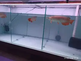 Arwana GR Golden Red HB 20cm