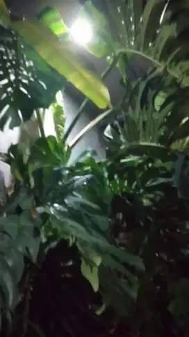 Monstera King Lebar Daun 1 Meteran