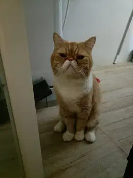 Kucing Exo peaknose