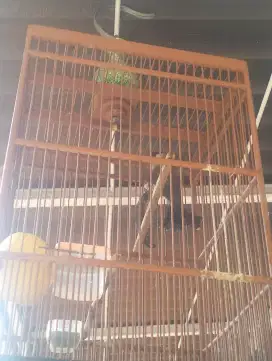 Burung kutilang jinak