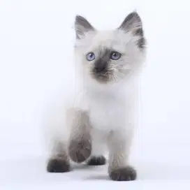 Kucing Kitten Himalaya Sealpoint