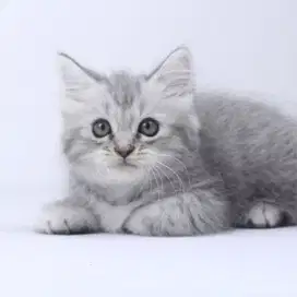 Kucing Kitten Persia
