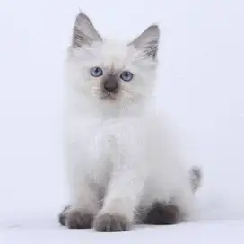 Kucing Kitten Himalaya Sealpoint