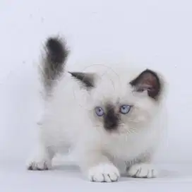 Kucing Kitten Himalaya