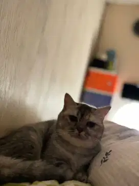 Kucing bsh muchkin lucu bogel full faksin