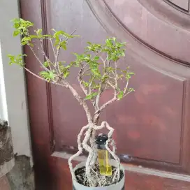 Bonsai Koleksi Murah