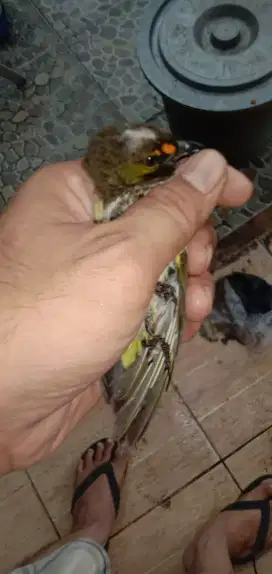 Jual cepat burung cak willis sdh bunyi