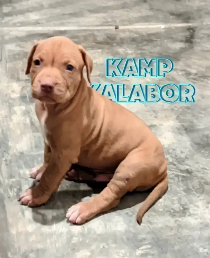 American Pitbull