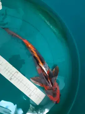 Ikan koi Kin Showa 37cm warna metalik