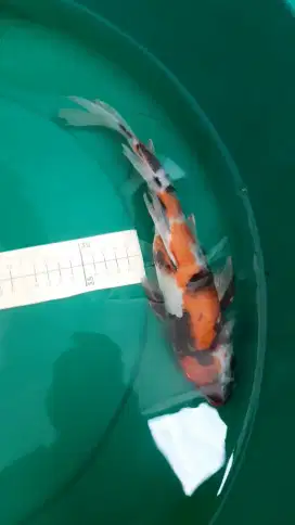 Ikan koi Showa Slayer 37cm