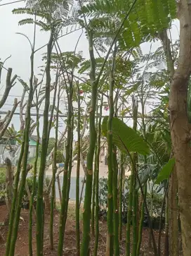 Pohon pakis Brazil/solobium