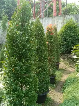 Pohon pucuk merah tinggi 2 meter