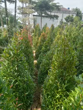 Pohon pucuk merah