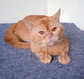 Kucing British BsH non PED