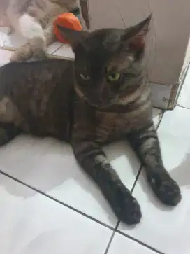 GROOMING KUCING PANGGILAN