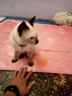 GROOMING KUCING PANGGILAN