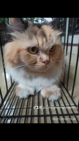GROOMING KUCING PANGGILAN