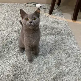 GROOMING KUCING PANGGILAN