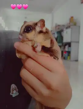 Sugar Glider Grey Lucu