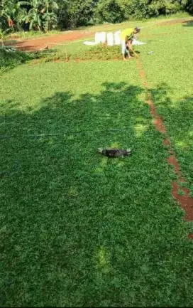 Tanaman rumput gajah mini