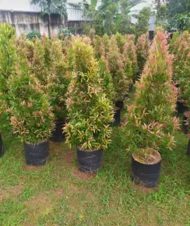 Pohon pucuk merah