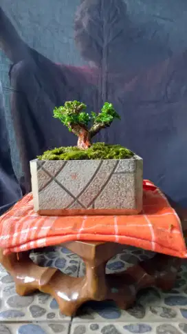 Bonsai sancang prospek top mame